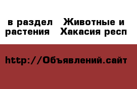  в раздел : Животные и растения . Хакасия респ.